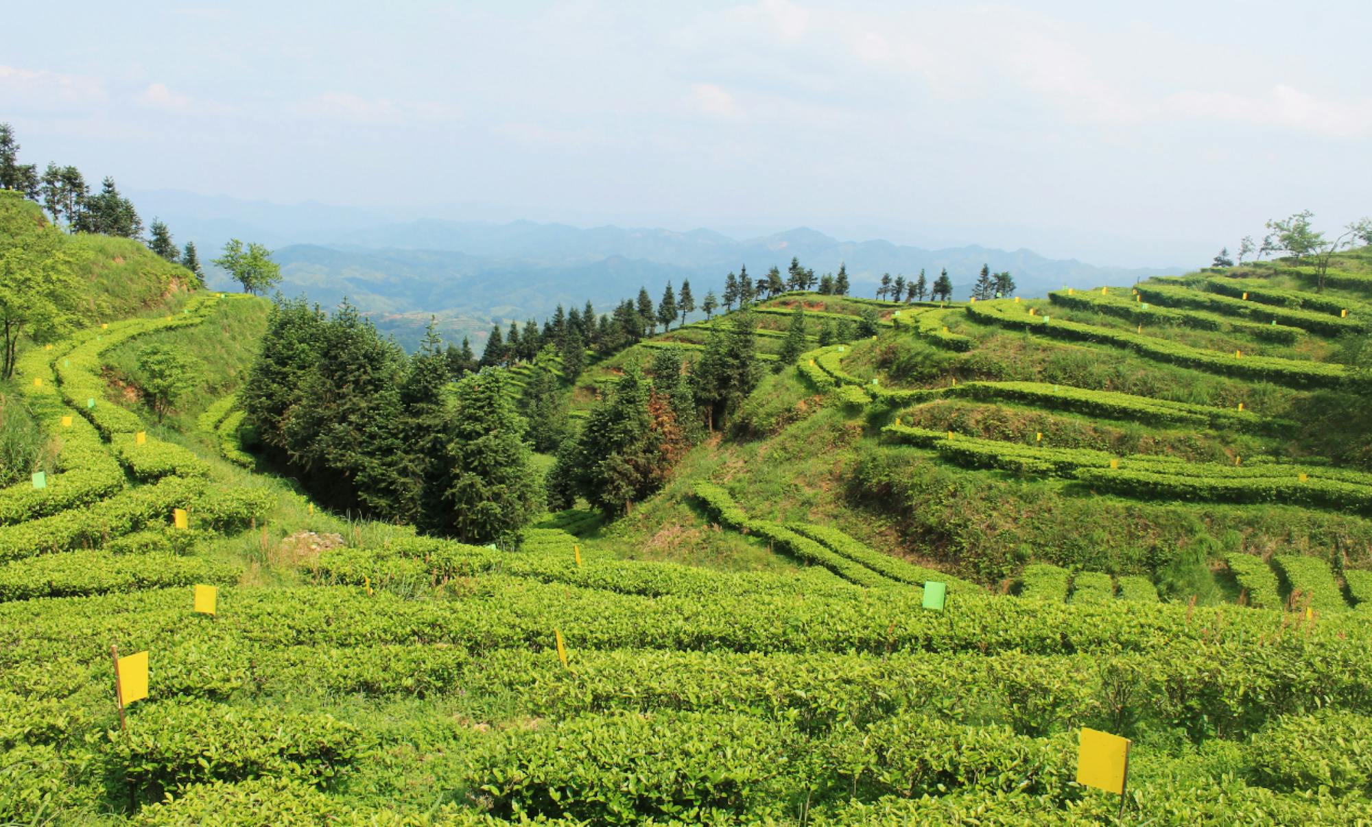 British Luxury Sustainability Report The Case Studies: JING Tea 